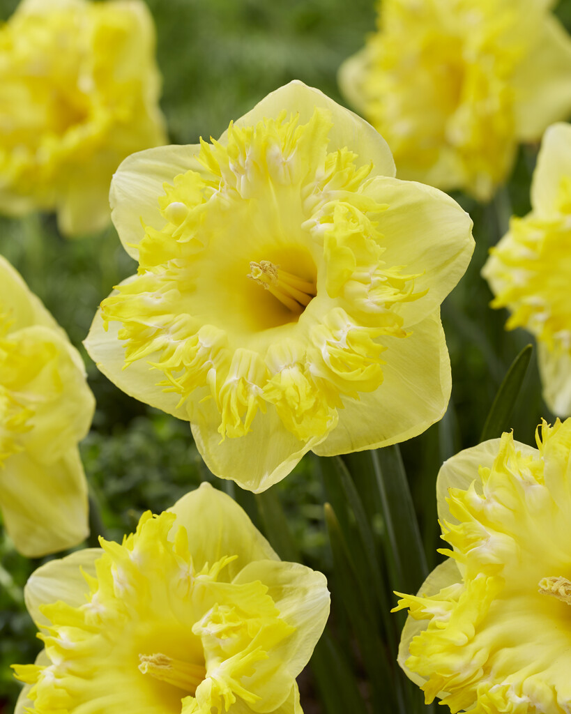 Narciss Snowtip 14/16