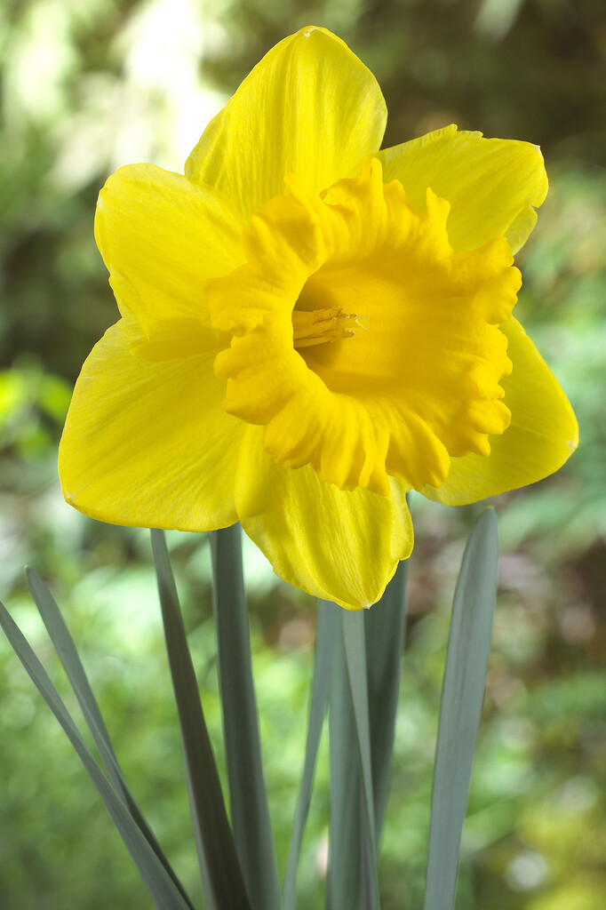 Narciss Standard Value 14/16