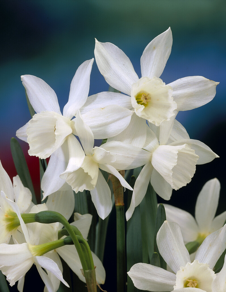 Narciss Thalia 12/14