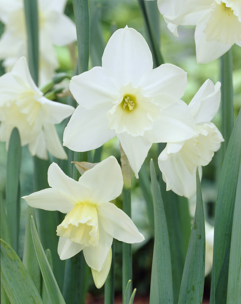 Narciss Tresamble 12/14