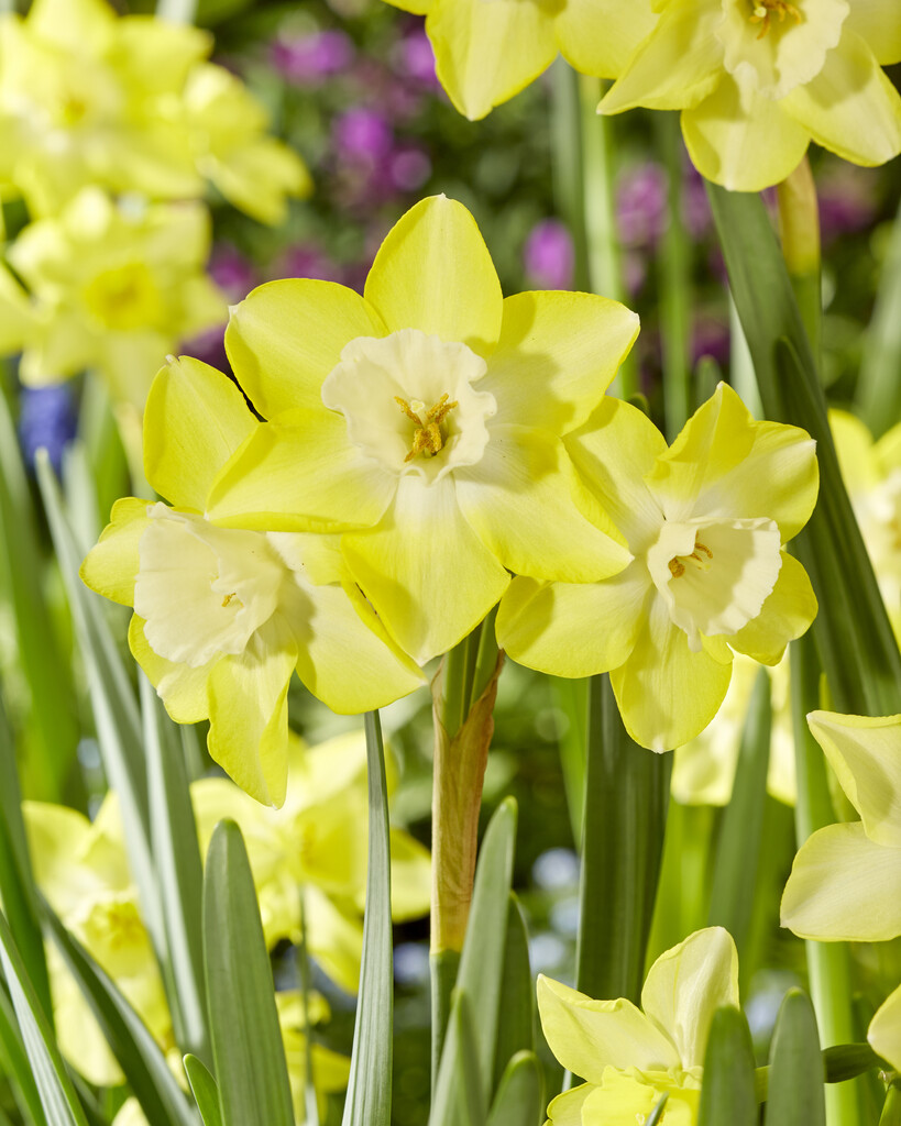 Narciss Verdin 12/14