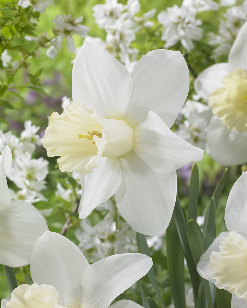 Narciss Watch Up 14/16