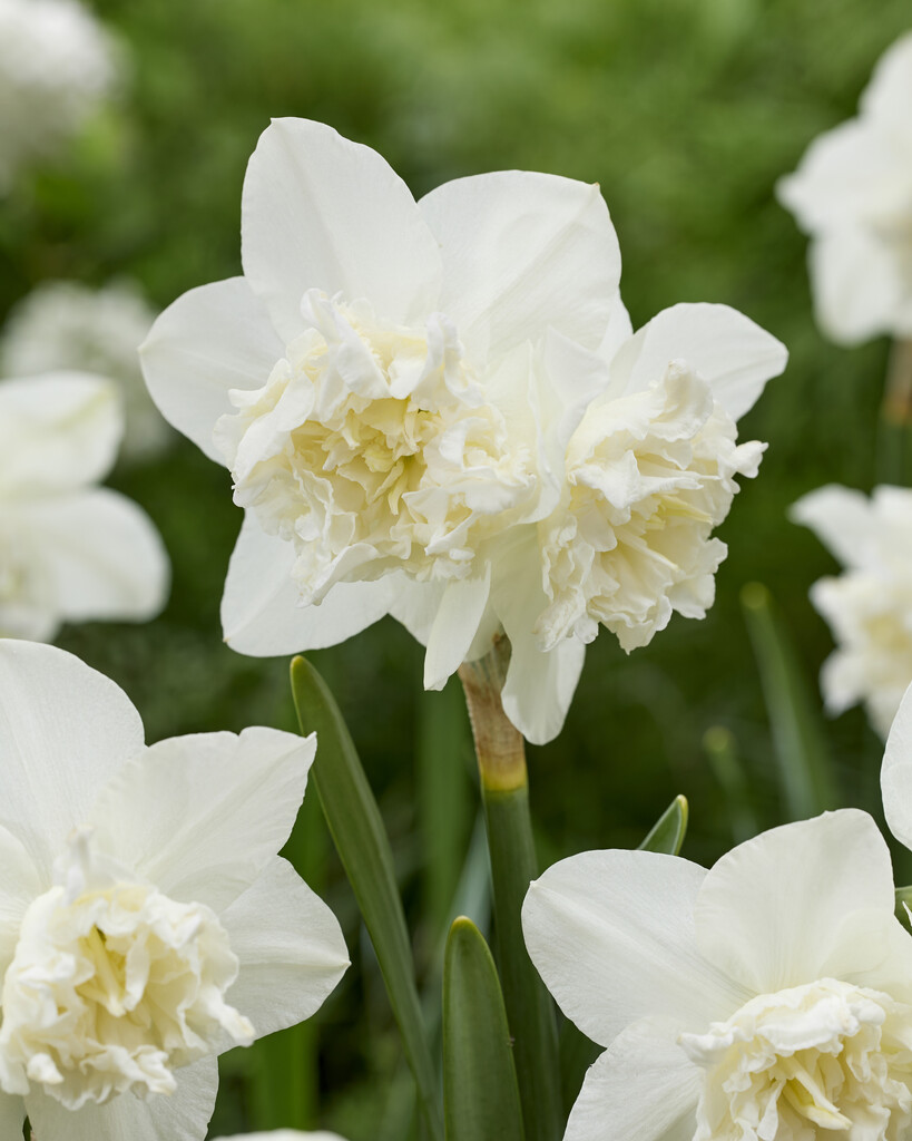 Narciss White Marvel 12/14