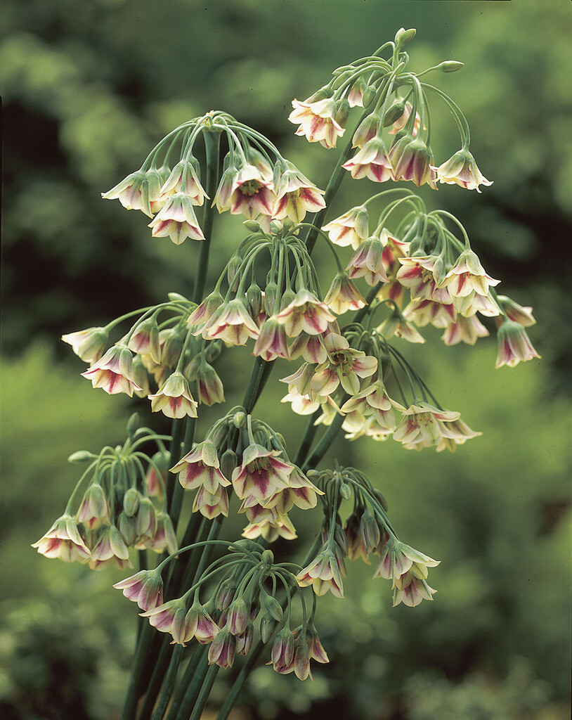 Nectaroscordum Bulgaricum 10/12