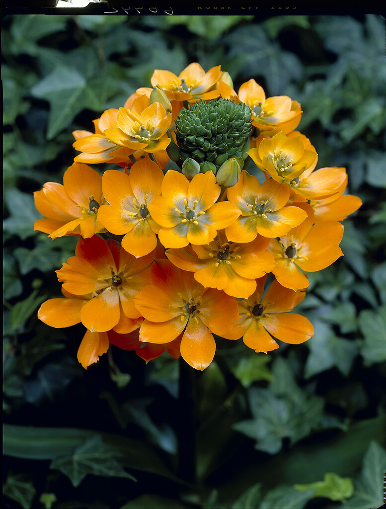 Ornithogalum Dubium 5/6