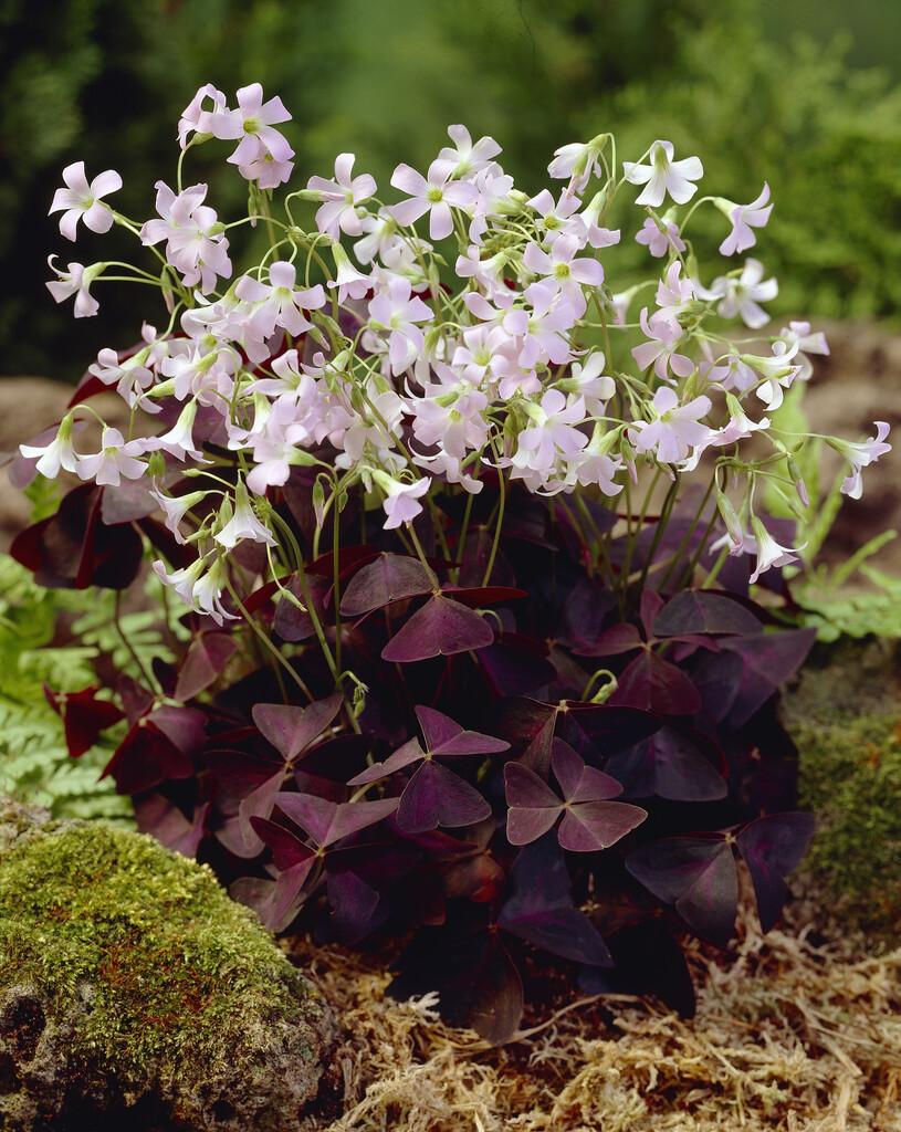 Oxalis Triangularis I