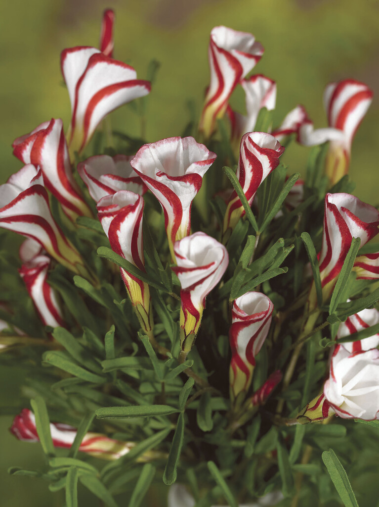 Oxalis Versicolor I