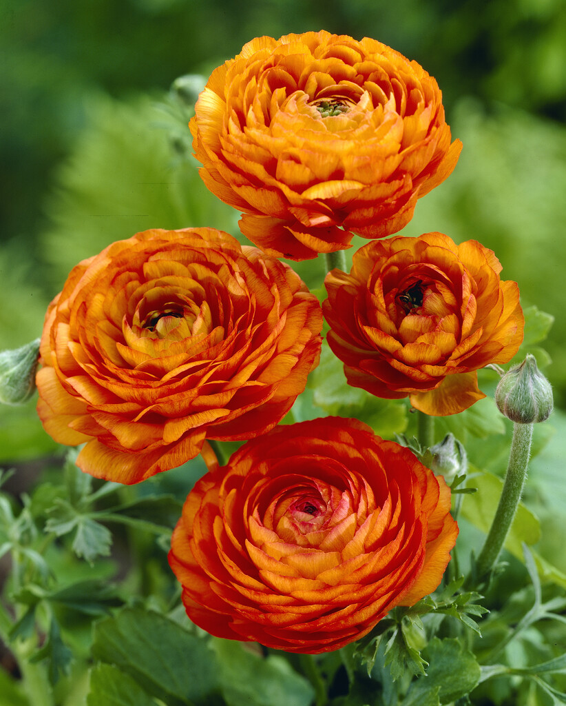 Ranunculus Orange 10/+