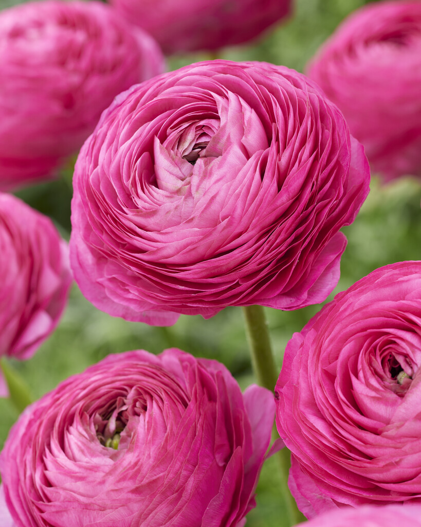 Ranunculus Pink 10/+
