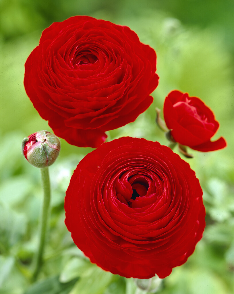 Ranunculus Red 10/+