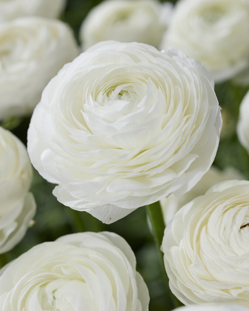 Ranunculus White 10/+