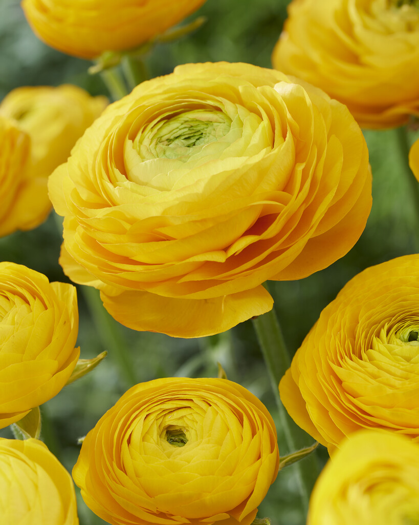 Ranunculus Yellow 6/7