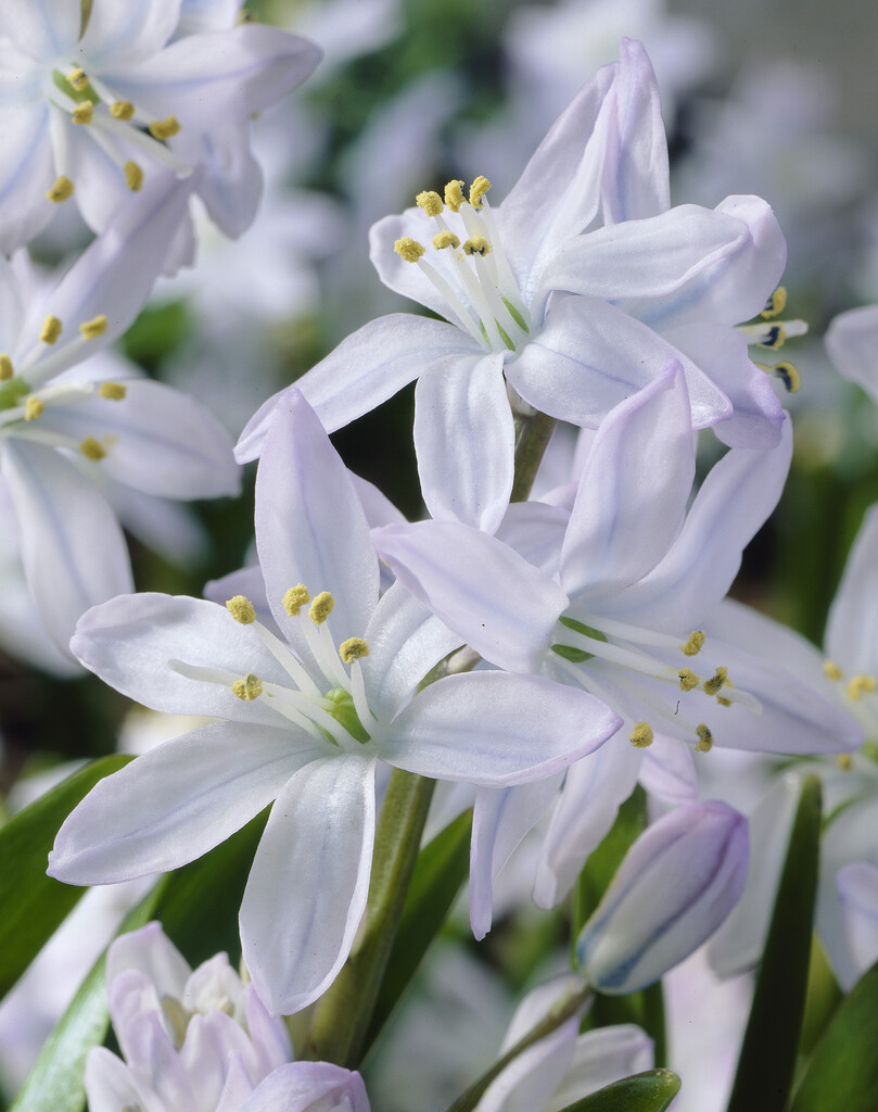 Scilla Mischtschenkoana 8/+