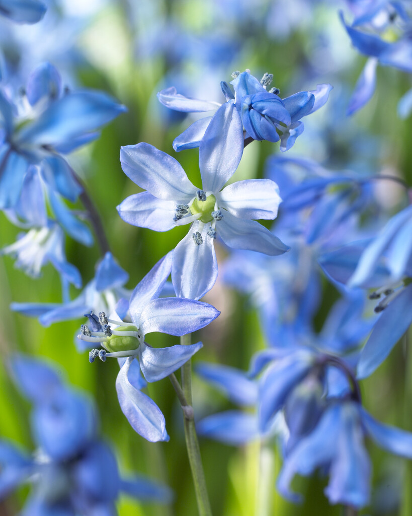 Scilla Siberica 8/9
