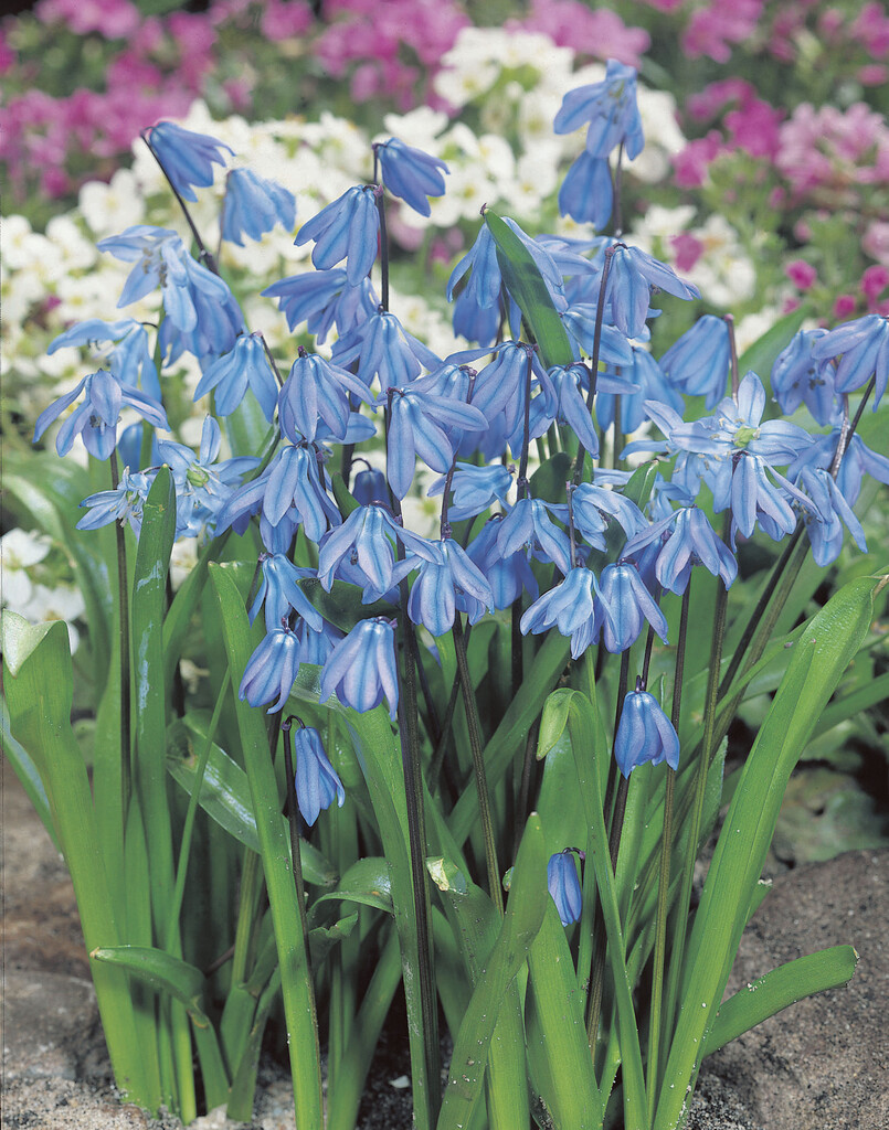 Scilla Spring Beauty 8/9