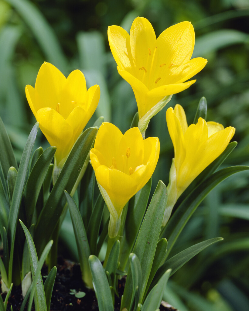 Sternbergia Lutea 7/8