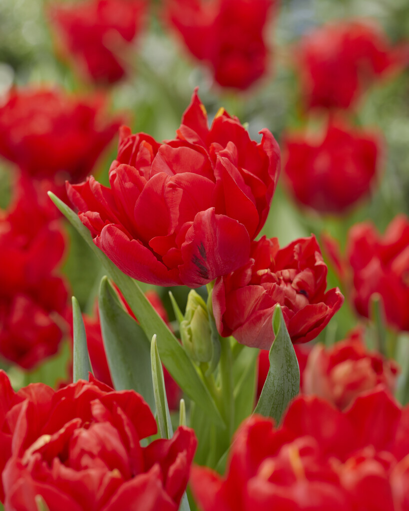 Tulpan Abba 12/+ (7)