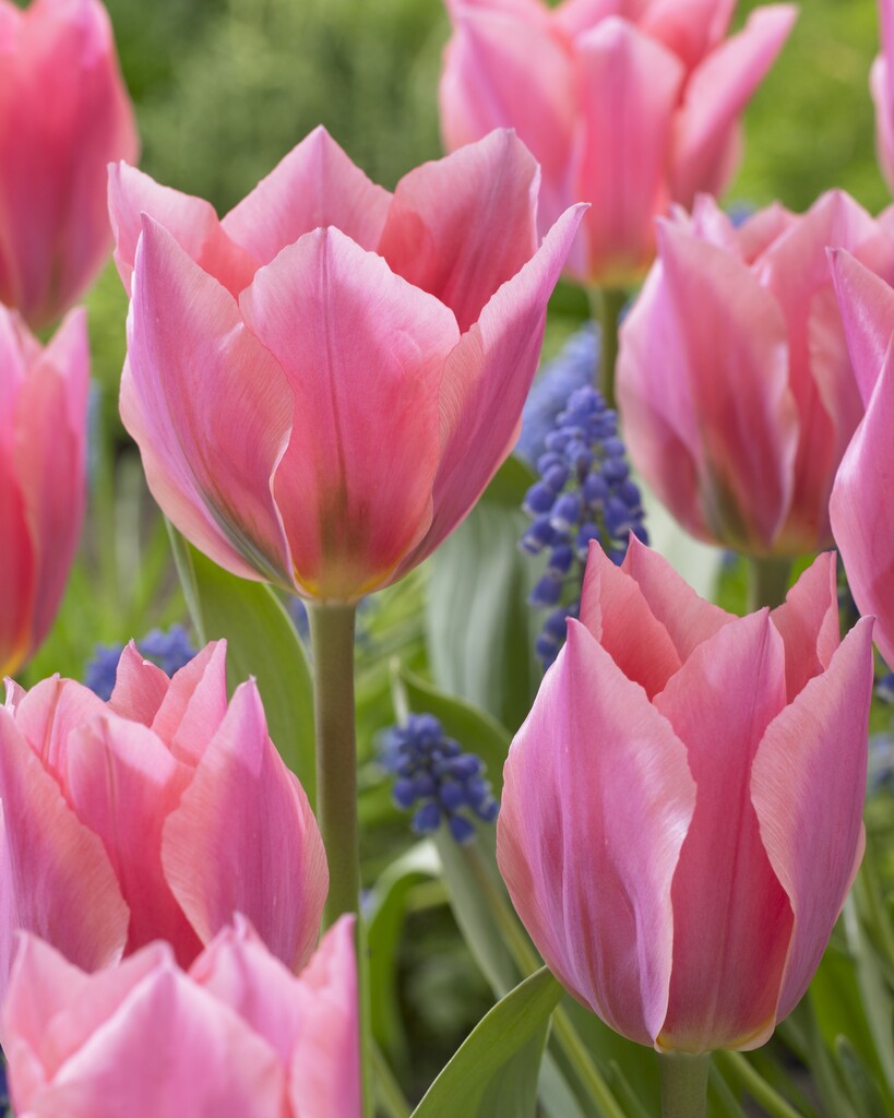 Tulpan Albert Hein 12/+