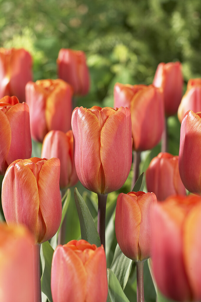 Tulpan Annie Schilder 12/+