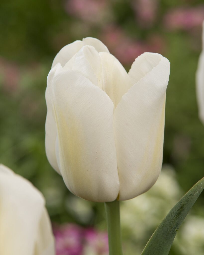 Tulpan Antarctica 12/+