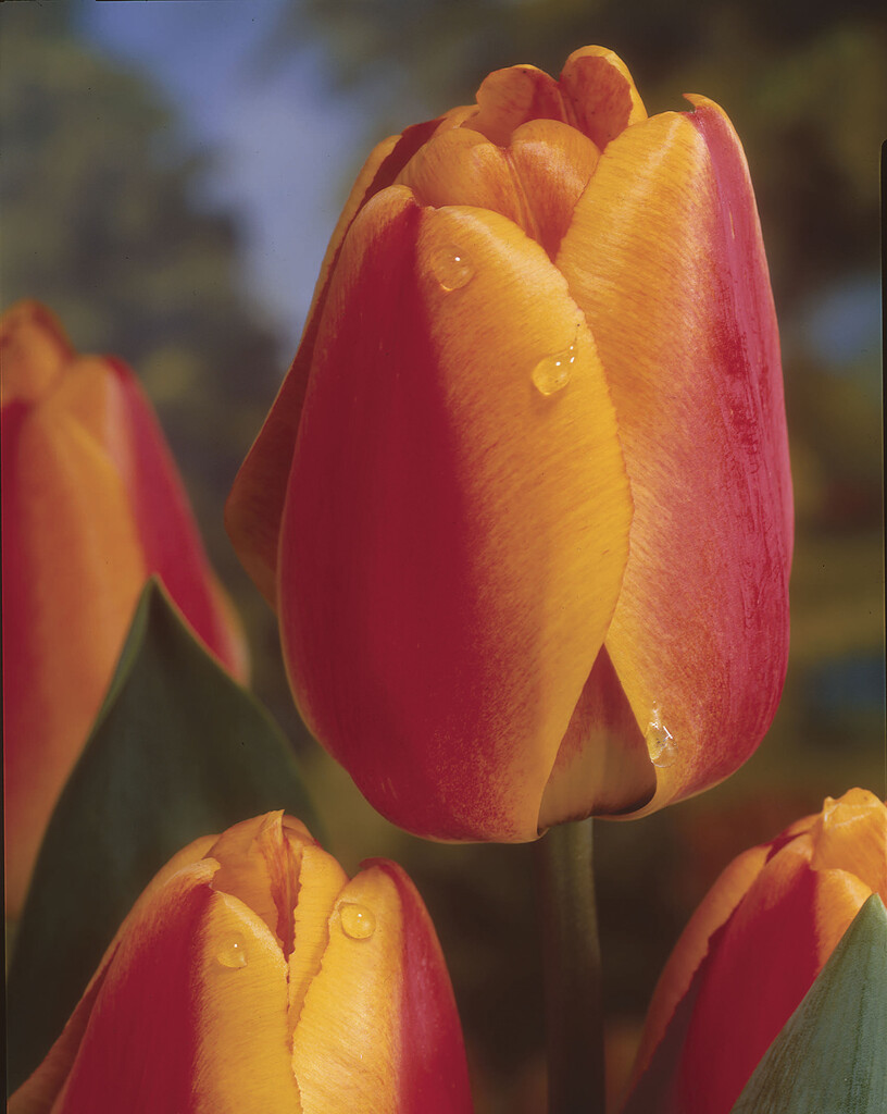 Tulpan Apeldoorn Elite 12/+