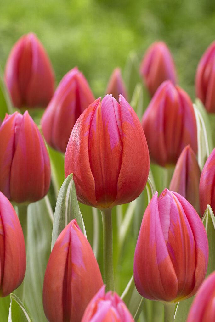 Tulpan Aphrodite 12/+