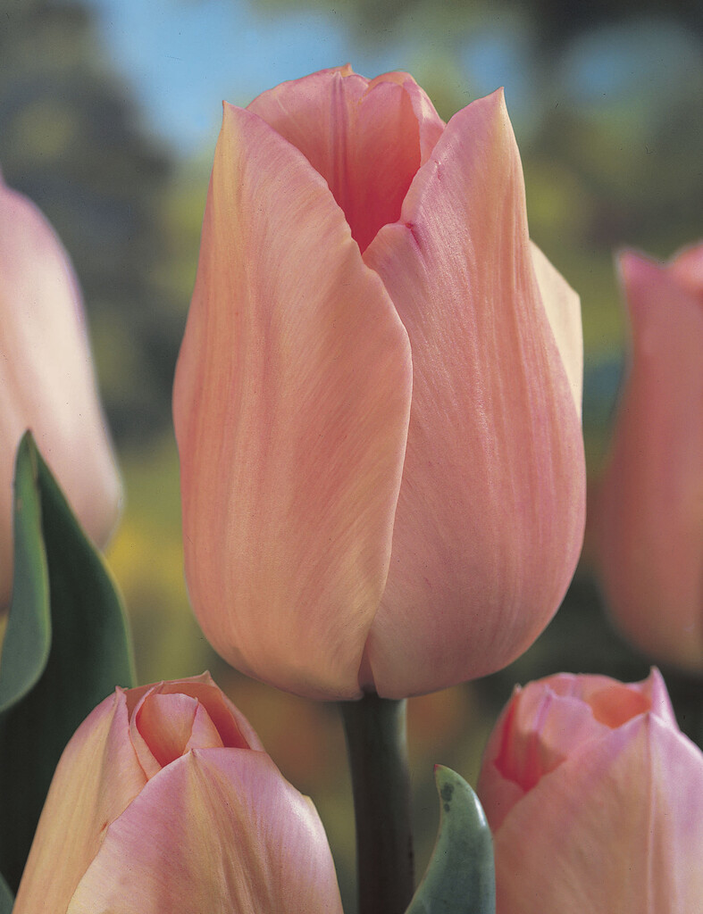 Tulpan Apricot Beauty 12/+