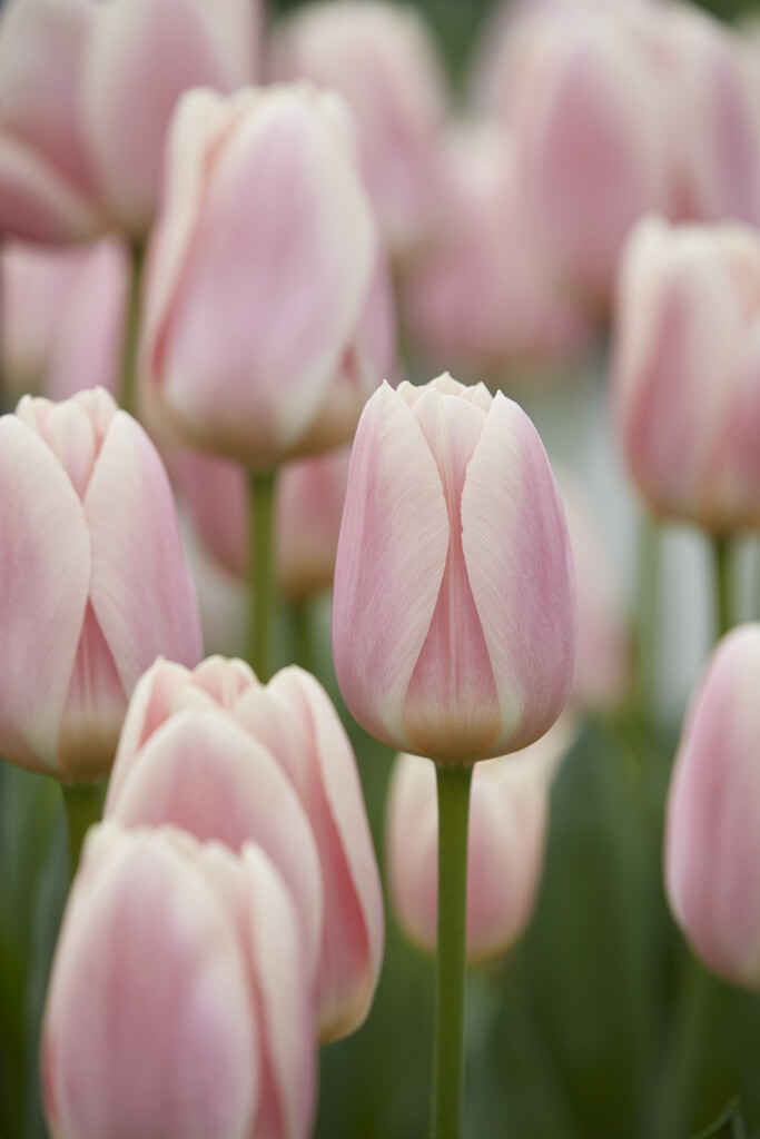 Tulpan Apricot Delight 12/+