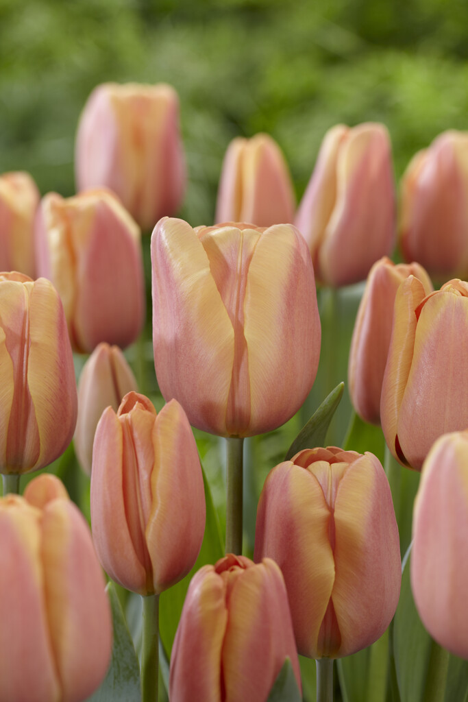 Tulpan Apricot Foxx 12/+