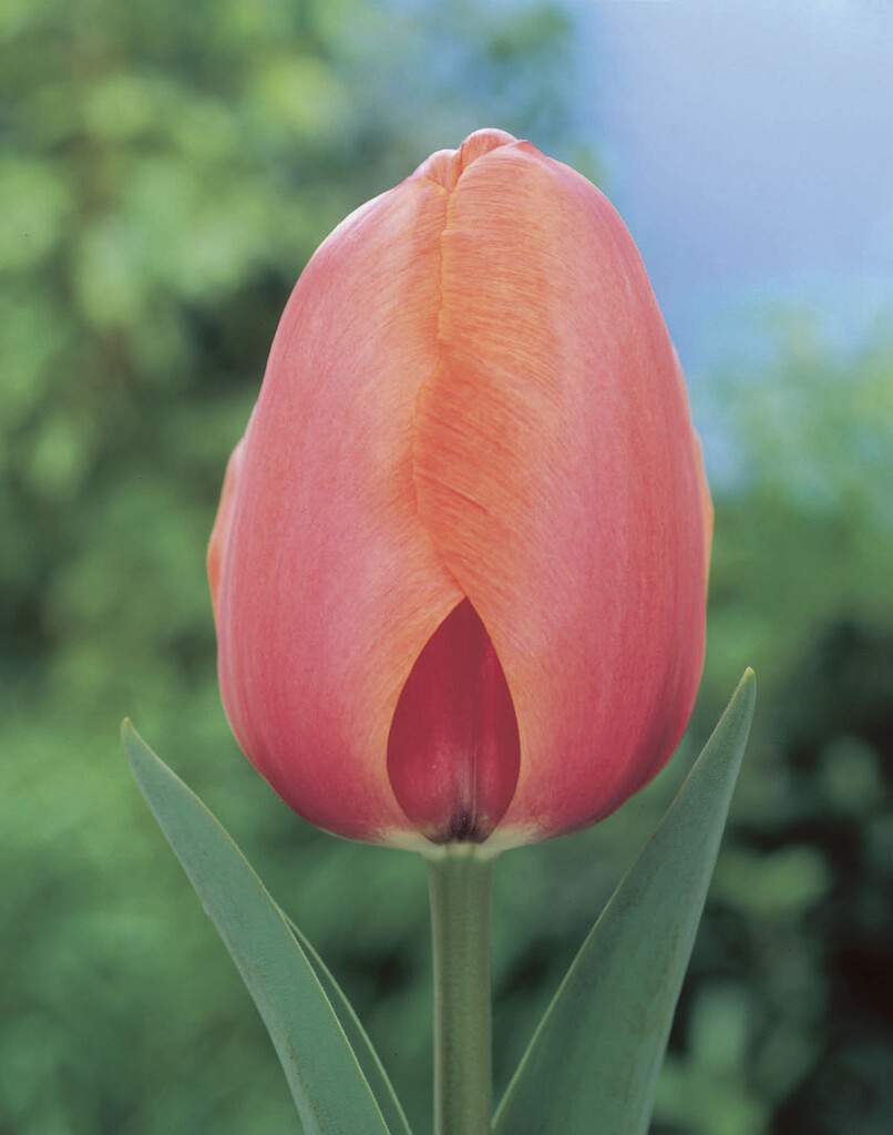 Tulpan Apricot Impression 12/+