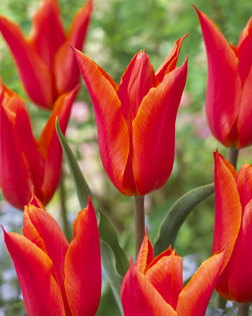 Tulpan Ballerina 12/+