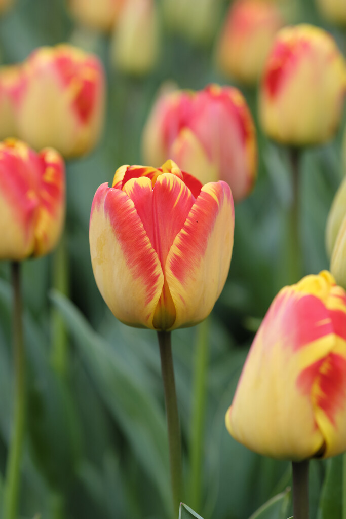 Tulpan Banja Luka 12/+