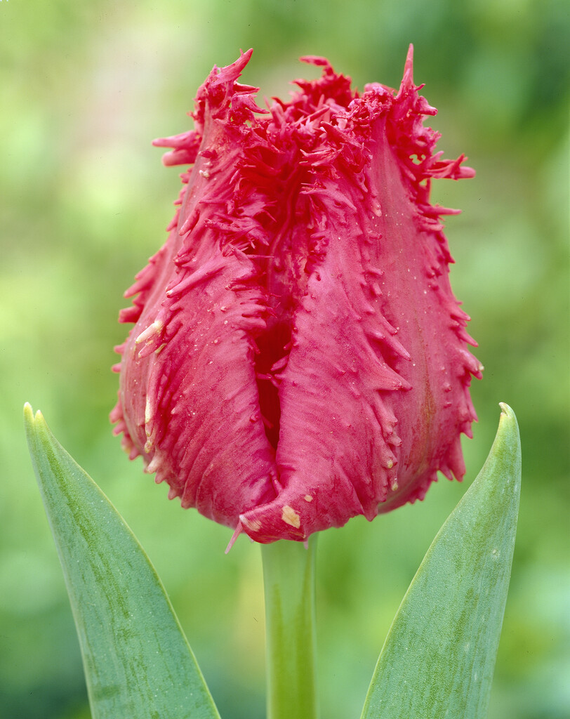 Tulpan Barbados 12/+