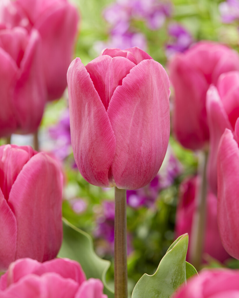 Tulpan Barcelona 12/+