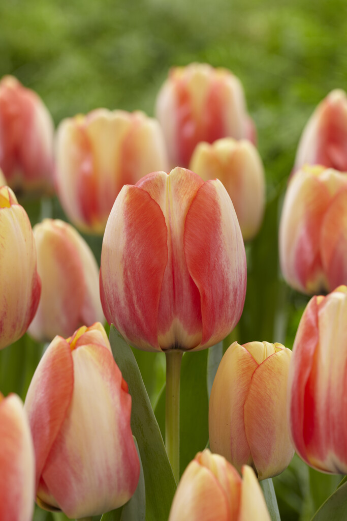 Tulpan Beauty of Spring 12/+