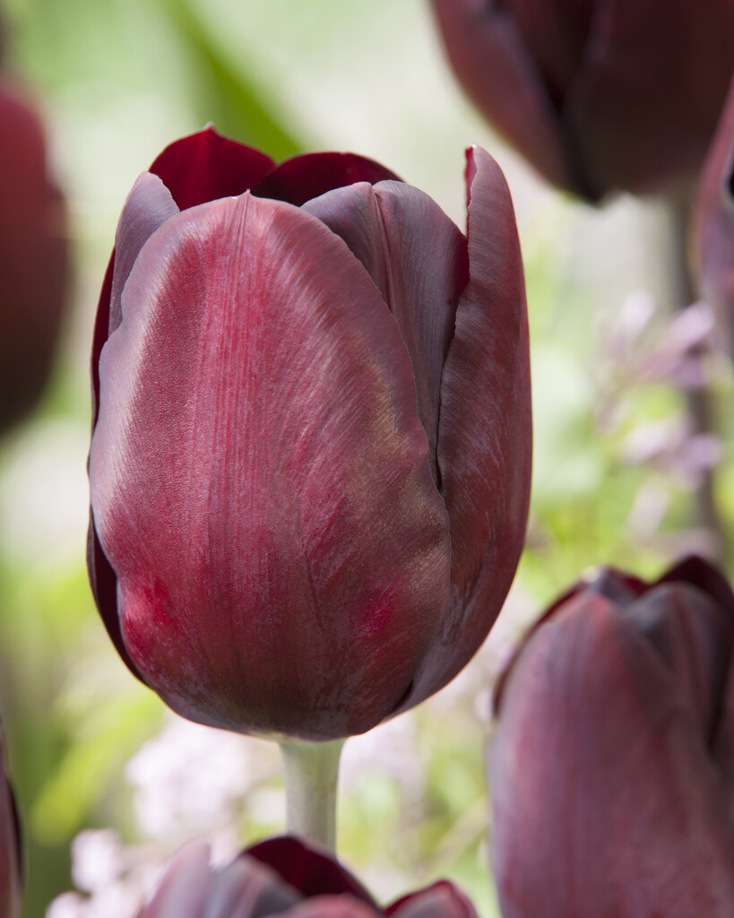 Tulpan Black Bean 12/+