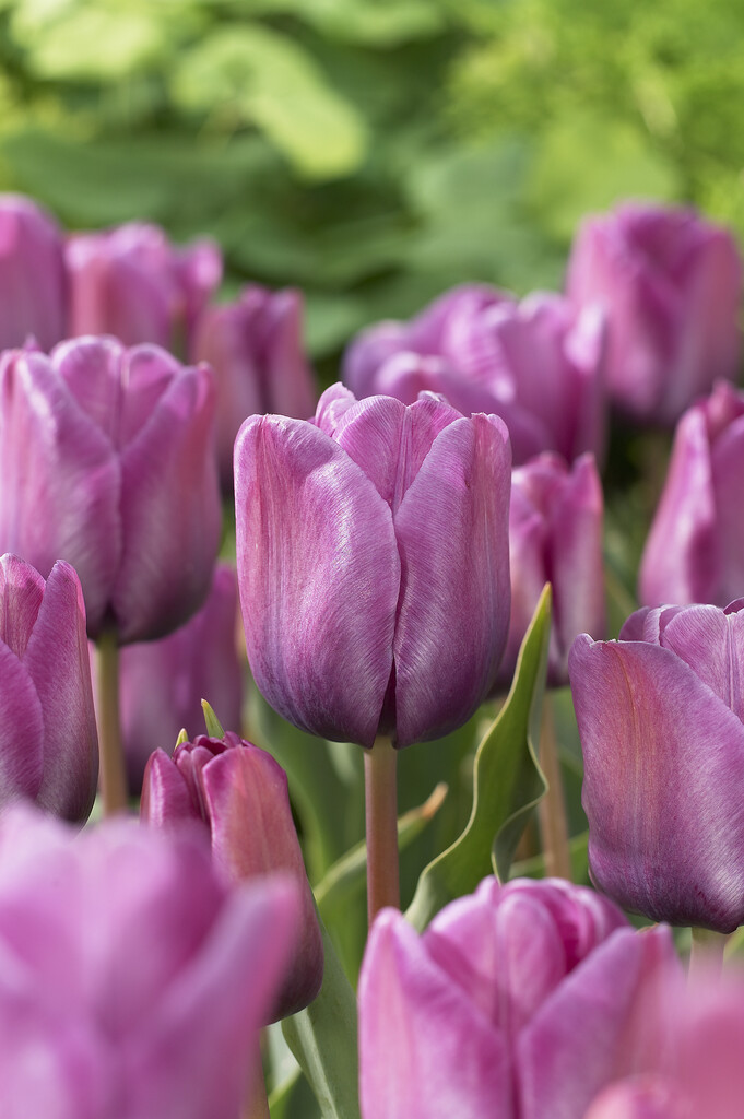 Tulpan Blue Aimable 12/+