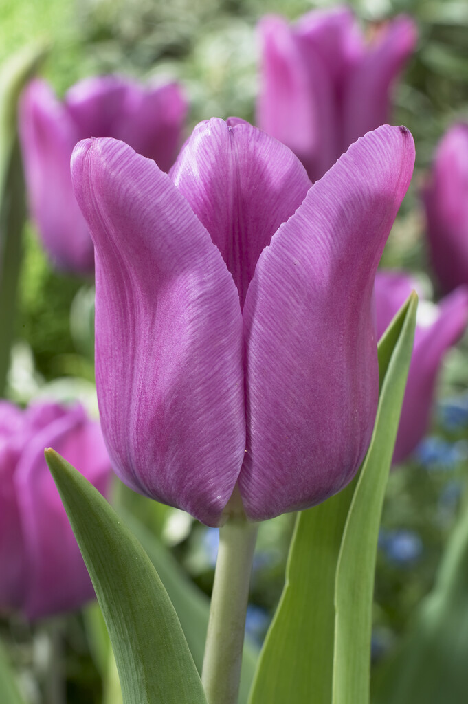 Tulpan Blue Beauty 12/+