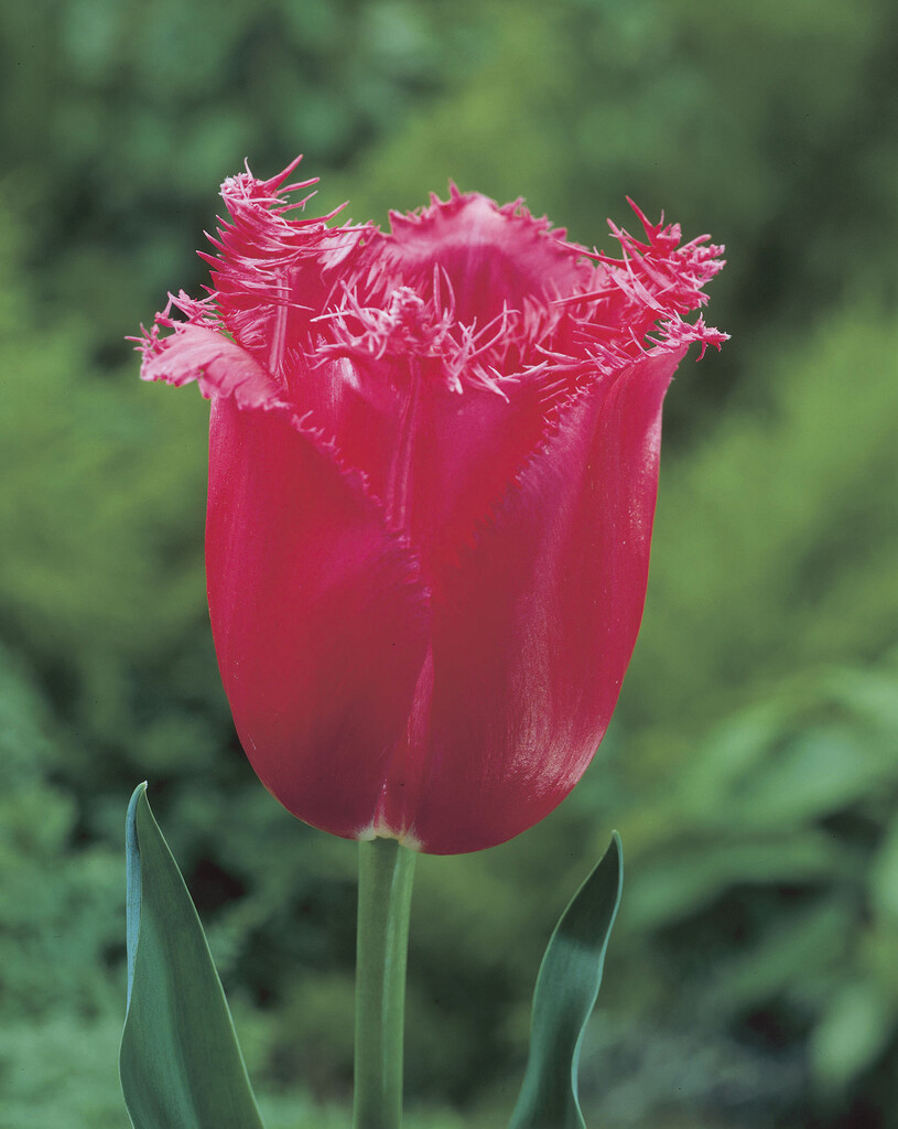 Tulpan Burgundy Lace 12/+