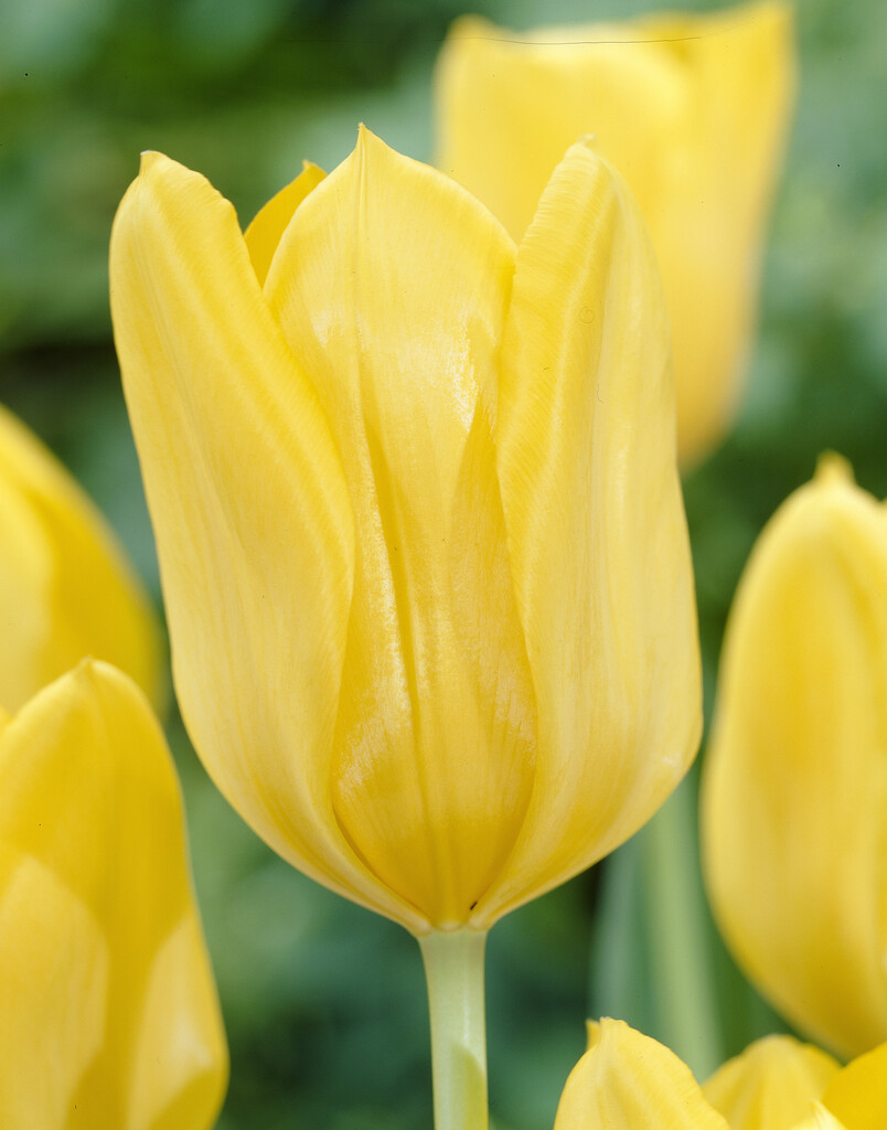 Tulpan Candela 12/+