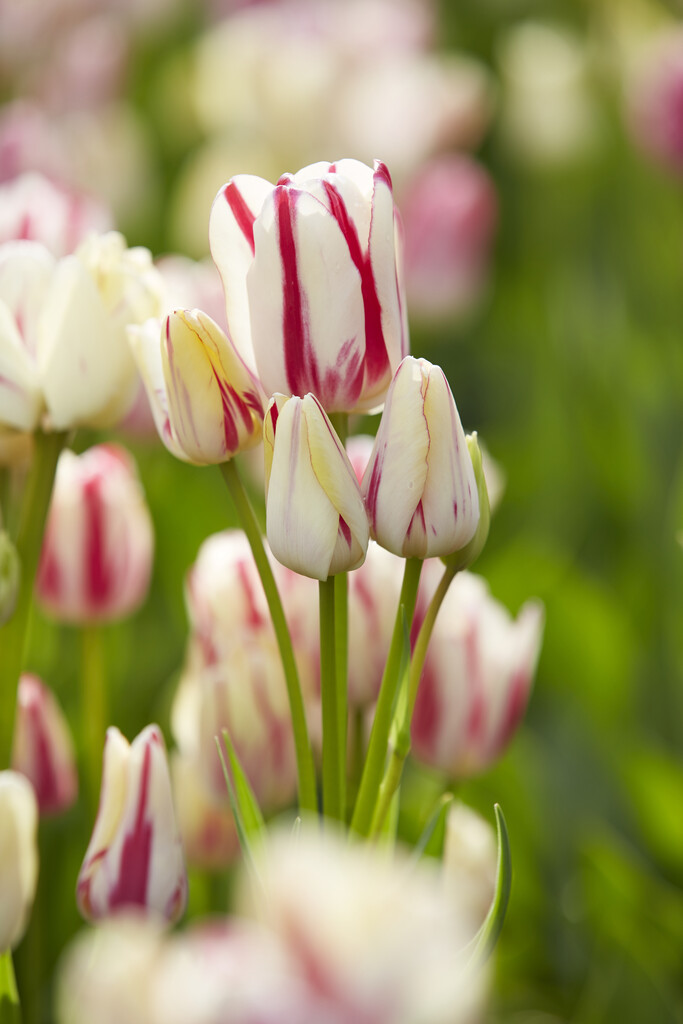 Tulpan Candy Club 12/+