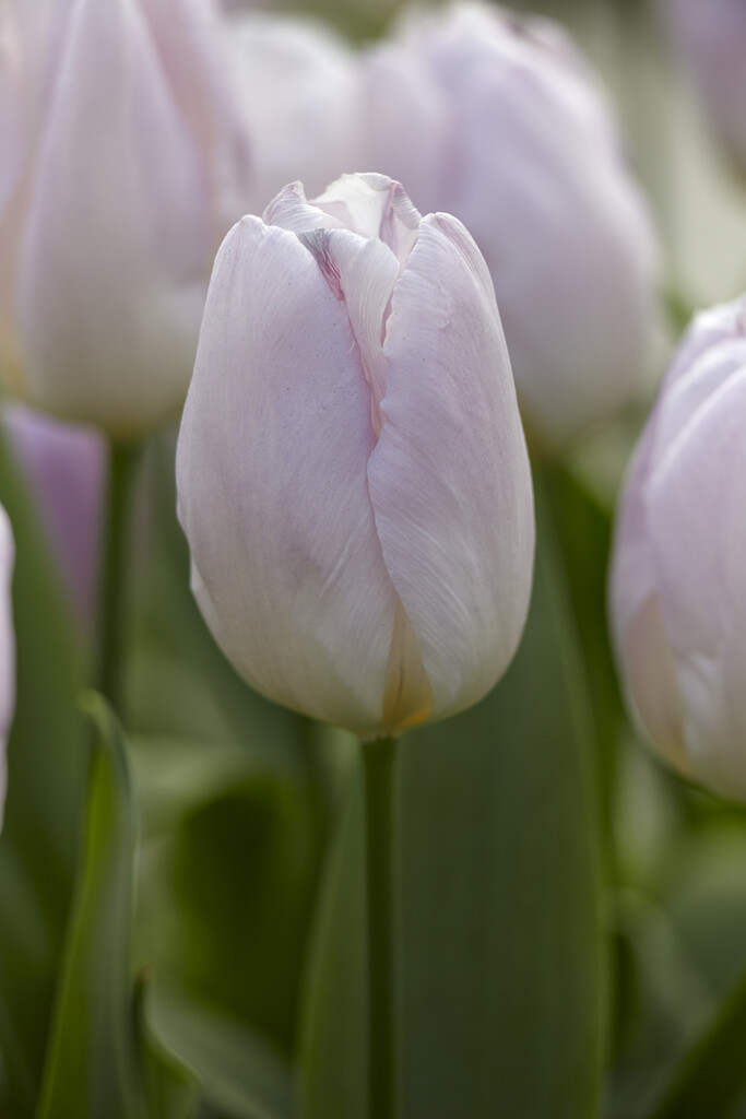 Tulpan Candy Prince 12/+