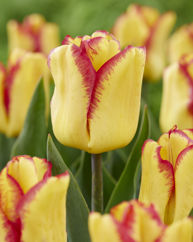 Tulpan Cape Town 12/+