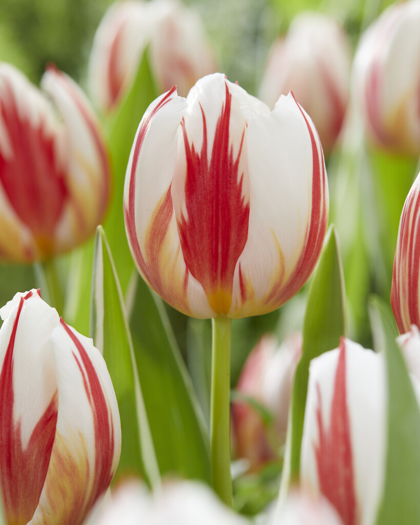 Tulpan Carnaval de Rio 12/+