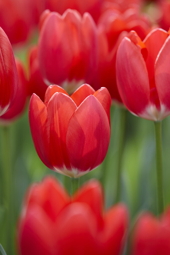 Tulpan Cherry Delight 12/+