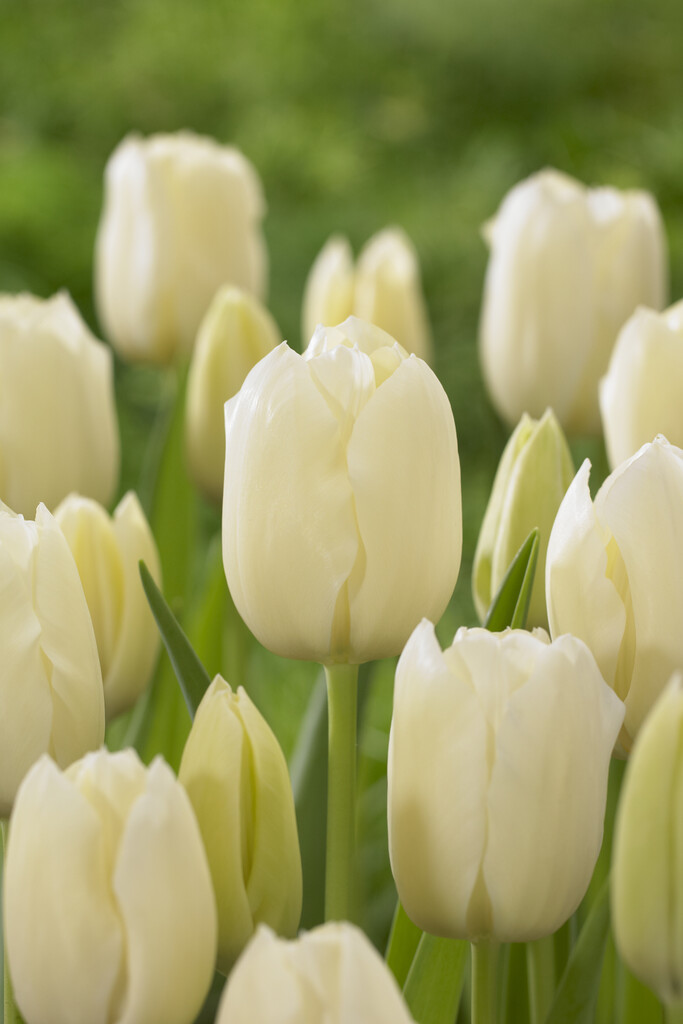 Tulpan City of Vancouver 12/+