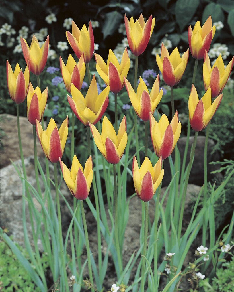 Tulpan Clusiana Cynthia  5/+