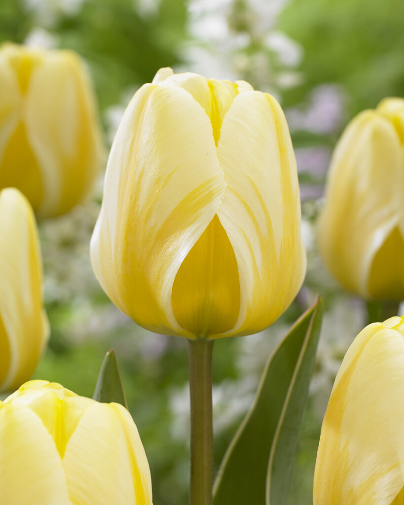 Tulpan Cream Cocktail 12/+