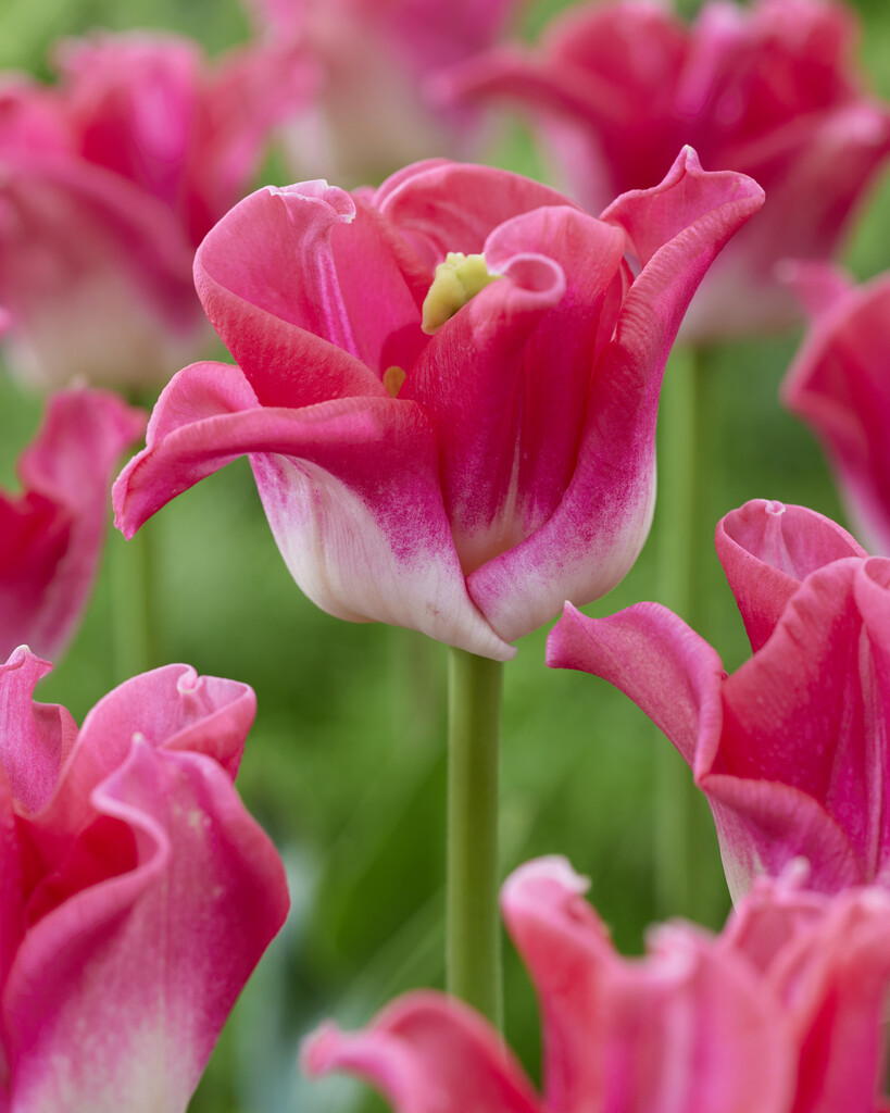 Tulpan Crown of Dynasty 12/+