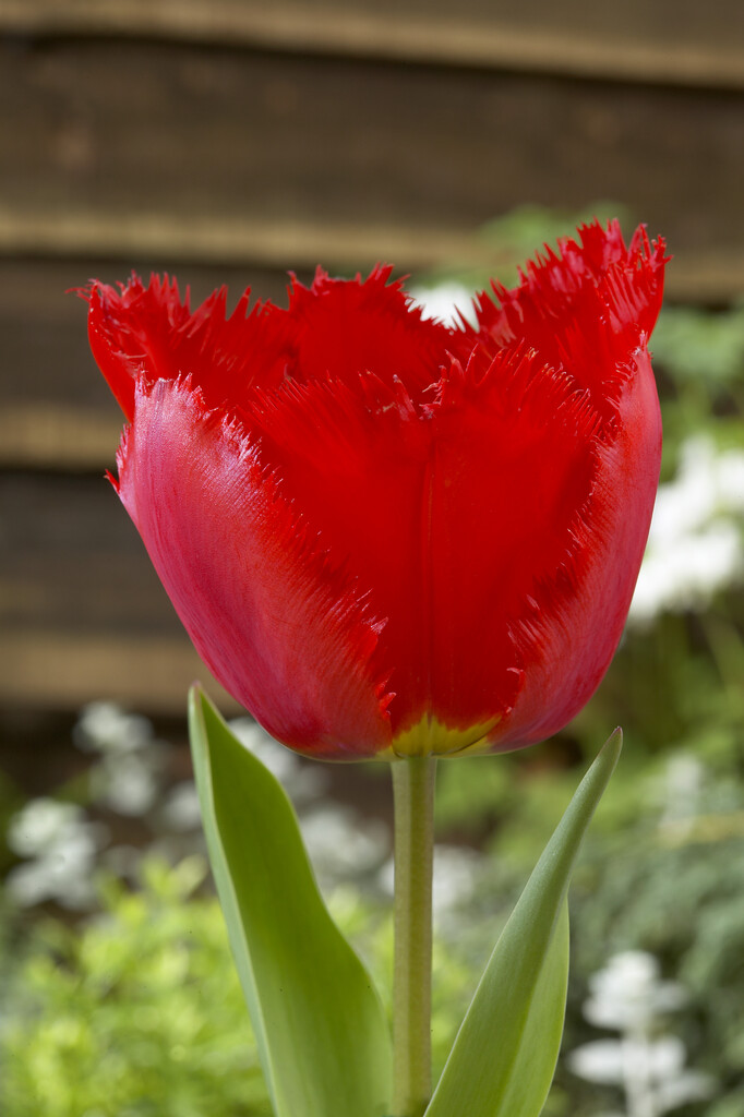 Tulpan Crystal Beauty 12/+